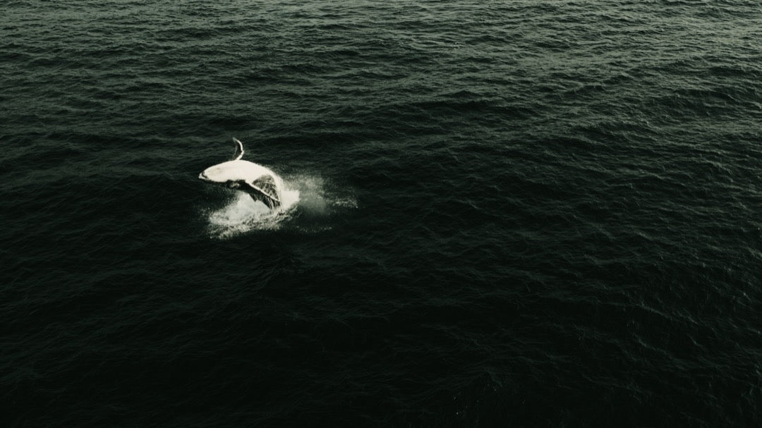 北欧自然风LUT预设18款.cube .xmp .dng多平台支持LR/PR/达芬奇调色GradeFruit - Nordic Tales LUTs & LR Presets